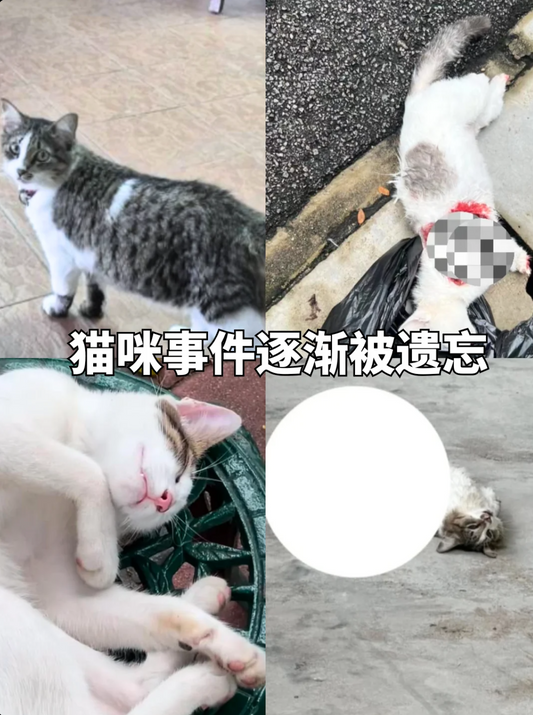 某M校园猫事件成了无人提及的旧新闻？