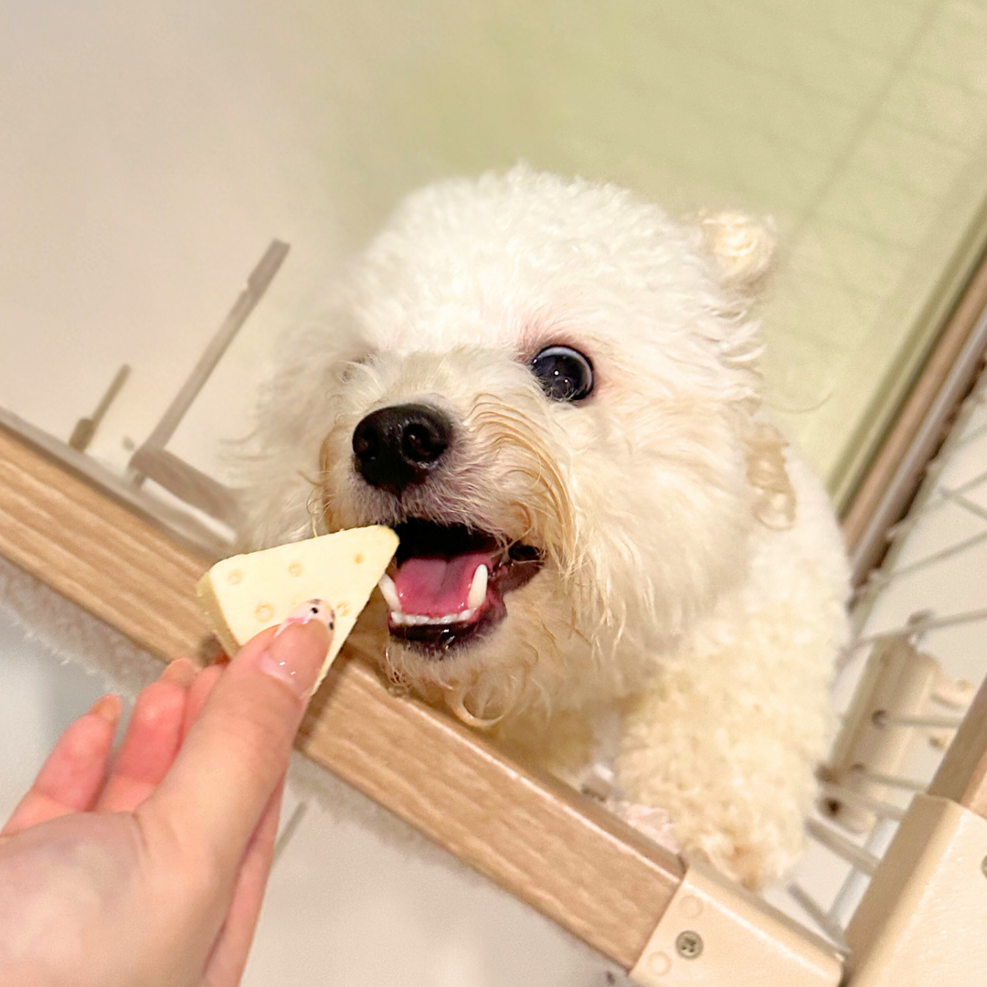 Cheezy Series - Cheese Cake