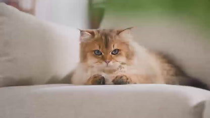 Premium Auto Water Feeder Water Dispenser